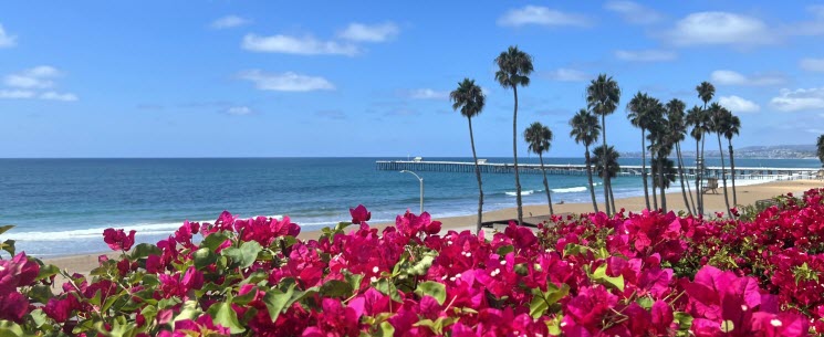 bougainvillea 2