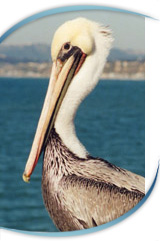 pelican